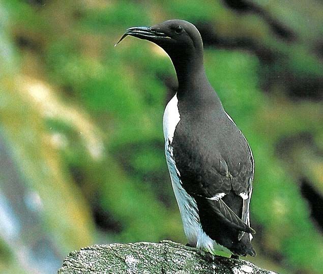 guillemot_-_copie.jpg